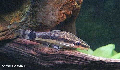 O. macrospilus