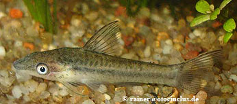 O. affinis