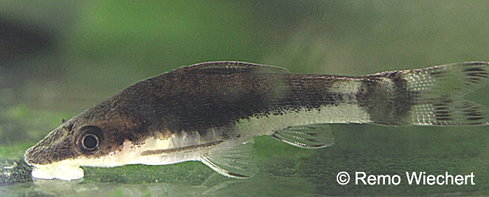 Otocinclus hoppei