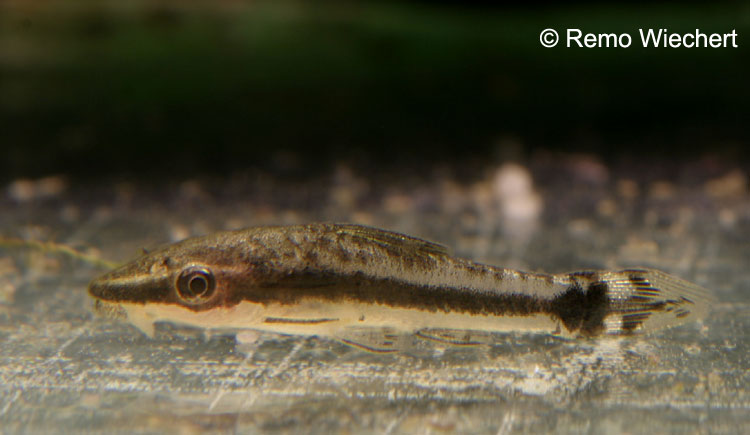 Otocinclus huaorani